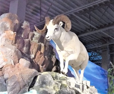 Full curl Dall Sheep Ram.