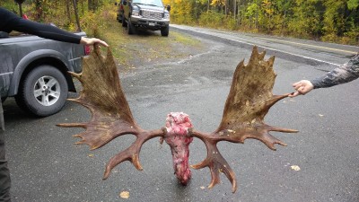 Nearby neighbors got a moose.