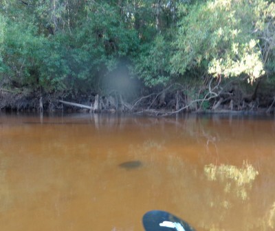Turtle trying to outrun my kayak