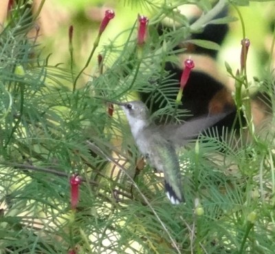 Ruby throat