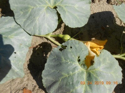 1st little pumpkin on the vines.