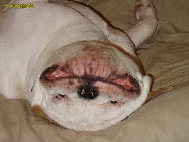 dog%20smile.jpg