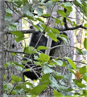 Black Bear