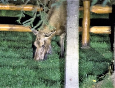 Young Moose