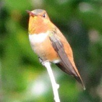 Hummingbird