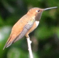 Hummingbird