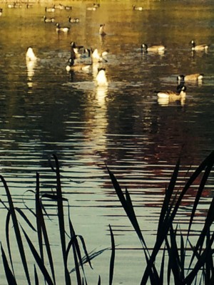 photo (20).JPG