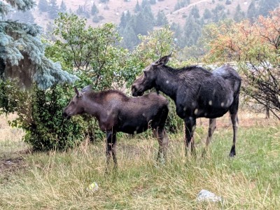 aapkmoose.jpg