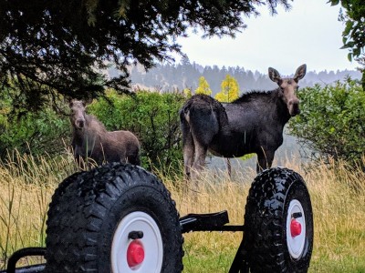 aapkmoose2.jpg