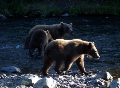 Bears on the Kenai River