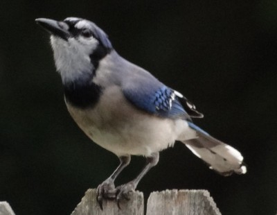 Cyanocitta cristata