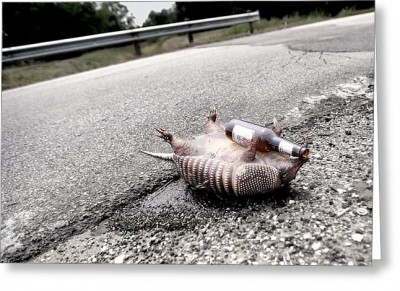 drunk-armadillo-tammy-mckinley.jpg