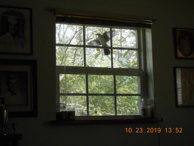 Hitting the window with beak and wings.