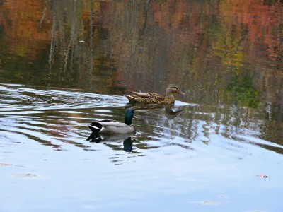 DSCN0274.JPG