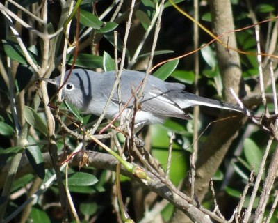 Blue-gray Gnatcatcher
