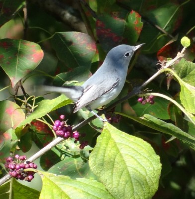 Blue-gray Gnatcatcher