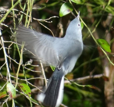 Blue-gray Gnatcatcher