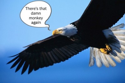eagle-in-flight damn monkey again.jpg
