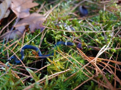 snakey1.jpg