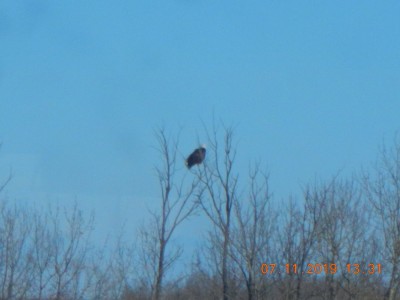 eagle001.JPG