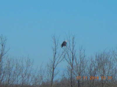 eagle003.JPG