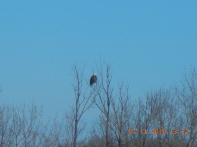 eagle010.JPG