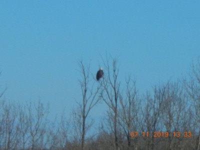 eagle012.JPG