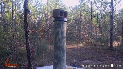 3 Blue Jays enjoying some deer corn