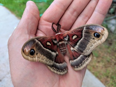 aapkcecropia2.jpg