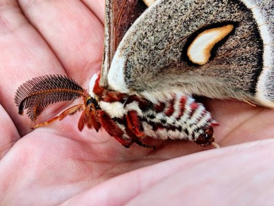 aapkcecropia.jpg