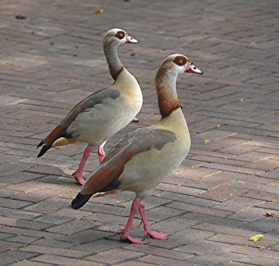 32496102236_3ccabfc896_b.jpg