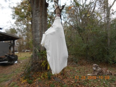 Deer wrapped in fly bag, will have to 1/4 her up and put in cooler as our temperatures at this time are too warm to hang very outside.