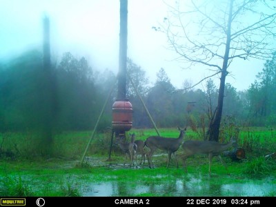 Feeding in the rain