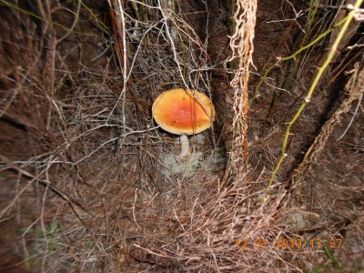 Anyone know what this is called?