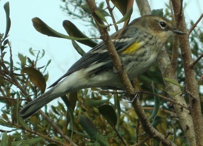 Yellow-rumped Warbler