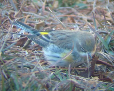 Yellow-rumped Warbler