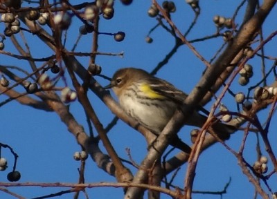 Yellow-rumped Warbler