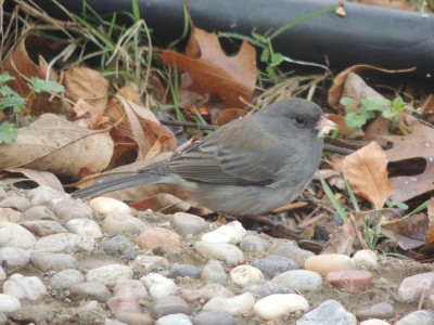 DSCN6167.JPG