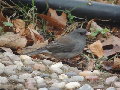 DSCN6168.JPG