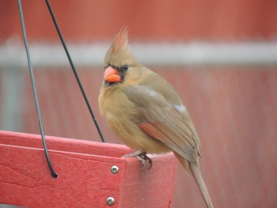 DSCN6170.JPG