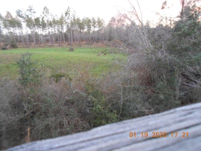 click on the pic and you can probably see the critters.