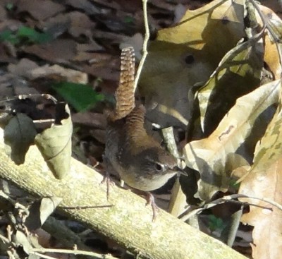 House Wren