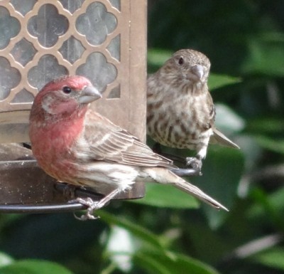 House Finch
