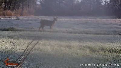 Walkin' in the frosty food plot