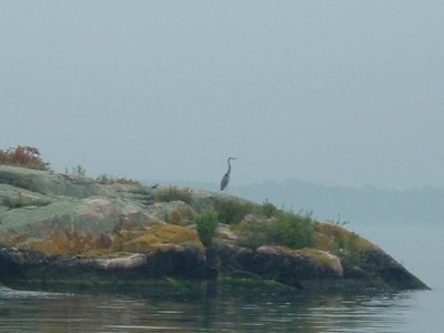bird.JPG