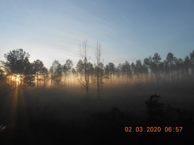 Sun shining through some pines and the fog