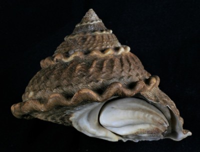 Lithopoma_undosum.jpg