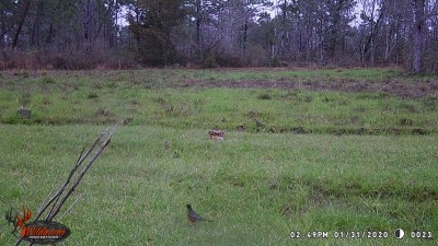 WGI_0023.JPG (295.58 KiB) Viewed 2296 times Some of the old timers from a previous generation said they used to eat Robins as they were so plentiful in the winter. They said it was dark meat.