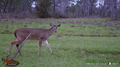 This little feller doesn't know it's a "deer block"!