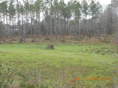 012.JPG (346.78 KiB) Viewed 2245 times White Florida Ibises feeding in the food plot